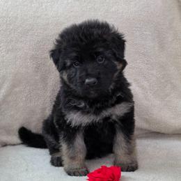 Red color Collar - Black and red male German Shepherd puppy in Louisville, Ohio from Crooked River German Shepherds