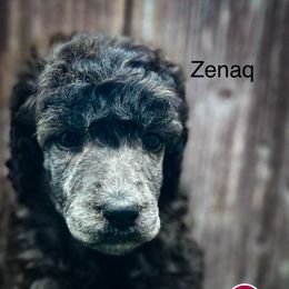Zenaq - Sable female Poodle puppy in Greenville, North Carolina from Grace Poodles