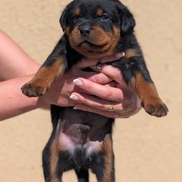 Grey - Black and mahogany male Rottweiler puppy in Oroville, California from Von Brennan kennels