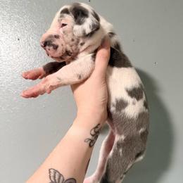Ciarra - Harlequin female Great Dane puppy in Jerusalem, Arkansas from Mara Danes