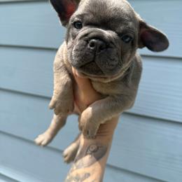 Taco - Tricolors male French Bulldog puppy in Topeka, Kansas from Midwest Monster Made Bulldogs