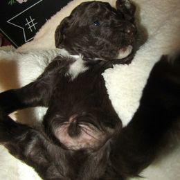 Goldendoodle and Poodle Puppies from David & Patricia Elliott