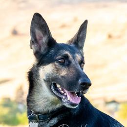 Charlotte - German Shepherd