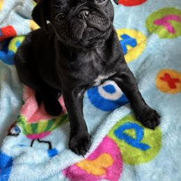 Pug Puppies from PNW Pugs