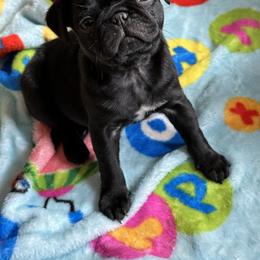 Pug Puppies from PNW Pugs
