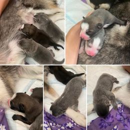 Pomsky Puppies from Winsome Pomskies