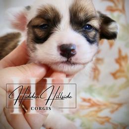 Sable Fluff Girl 1 - Sable female Pembroke Welsh Corgi puppy in Locust Grove, Oklahoma from Hidden Hillsides Corgis