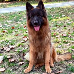 Uriah - German Shepherd