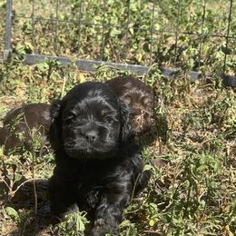 Cocker Spaniel Puppies from Orchard Spaniels
