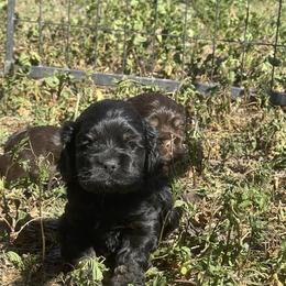 Cocker Spaniel Puppies from Orchard Spaniels