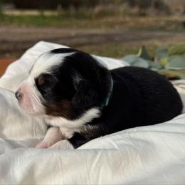 Cardamom - Black tri female Miniature American Shepherd puppy in Minden, Louisiana from Ironwood Creek