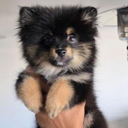Woody - Black and tan male Pomeranian puppy in Buckeye, Arizona from BL Poms Heaven