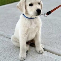 Labrador Retriever Puppies from Trust in the Lord Labradors