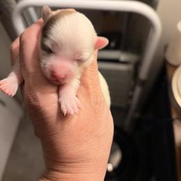 Ariel - Gold and white female Chihuahua puppy in Bellmore, New York from Alyce’s Angels