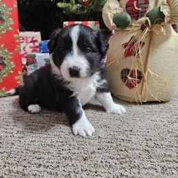 Border Collie Puppies from Deborah Lacy's Border Collies