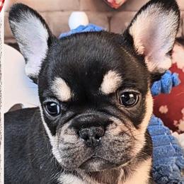 Girl 1 - Sovereignty - Black and tan female French Bulldog puppy in Elberton, Georgia from Ioney's Southern Paws Shelties, Frenchies, and Yorkies