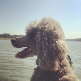 Angel  - Poodle