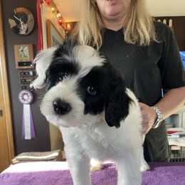 Boy 3 - Black and white Portuguese Water Dog puppy in Waukesha, Wisconsin from High Tide PWDs