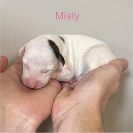 Misty - White female Whippet puppy in Kentucky from Wildbriar Whippets