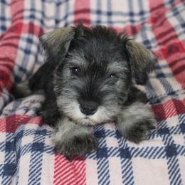 Loki - Salt and pepper male Miniature Schnauzer puppy in Richardton, North Dakota from Crooked Tree Ranch