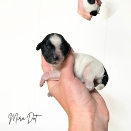 Black roan - Black female Australian Labradoodle puppy in Wamego, Kansas from Doodles of Oz