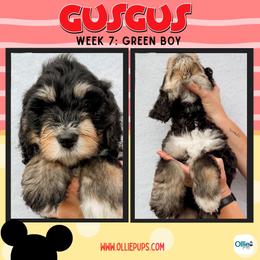 Gus Gus (Green) - male Golden Mountain Doodle puppy in Boiling Springs, South Carolina from OlliePups, LLC