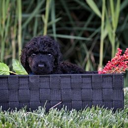 Poodle Puppies from Nay Design Poodles
