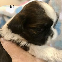 Boy 1 - Shih Tzu puppy in Silver Lake, Oregon from Bling Shih Tzu