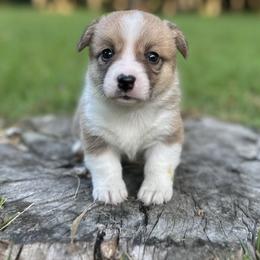 Star - Sable female Pembroke Welsh Corgi puppy in Rolla, Missouri from 4A Corgis
