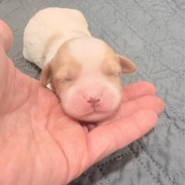 Apricot - Apricot female Cavapoo puppy in Nevada, Missouri from Backroad Fur Babies