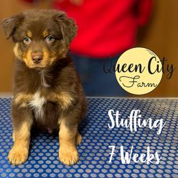 Stuffing  (lime) - Red tri-color male Australian Shepherd puppy in Falmouth, Kentucky from Queen City Farm