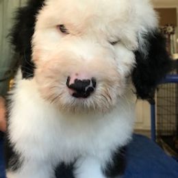 Old English Sheepdog Puppies from Bizzeeboots OES