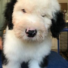 Old English Sheepdog Puppies from Bizzeeboots OES
