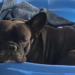 French Bulldogs from Luna's little pumpkins