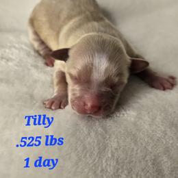 Tilly - Fawn female Havanese puppy in Trinity, Alabama from Tooties Cuties Havanese