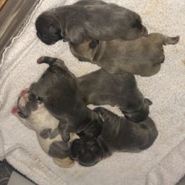 French Bulldog Puppies from Uniquefrenchiies