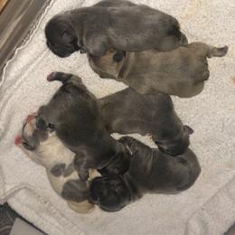 French Bulldog Puppies from Uniquefrenchiies