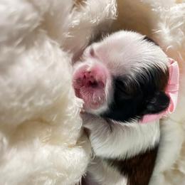 Blossom - Tricolor female Shih Tzu puppy in Sebring, Florida from Amarilys ShihTzus & Poodles
