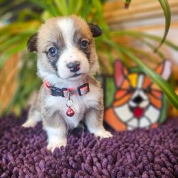 Kitty - Red female Pembroke Welsh Corgi puppy in Fortine, Montana from North Star Pembroke Welsh Corgi's