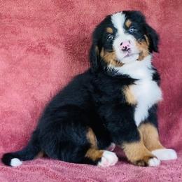 White Collar Male - Black rust and white male Bernese Mountain Dog puppy in Bristol, Tennessee from Holston Hollow Farm
