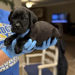 Dino - Black male Cane Corso puppy in Lubbock, Texas from Hub City Kennel