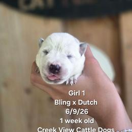 Girl 1 - Blue mottled female Australian Cattle Dog puppy in Monroe, North Carolina from Creek View Cattle Dogs