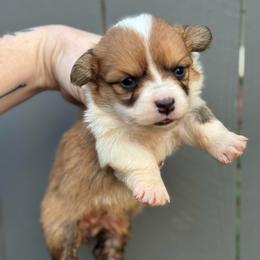 Amber - Fawn and white female American Corgi puppy in East Oakdale, California from Rhettro Kennels
