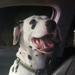 Luna - Dalmatian