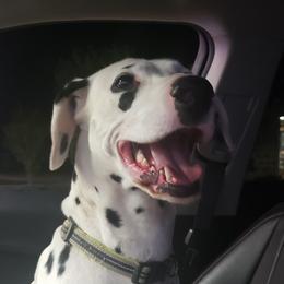 Luna - Dalmatian