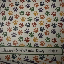 Elektra - Piebald female Dachshund puppy in Temecula, California from Naomi Magee's Dachshund Kennel