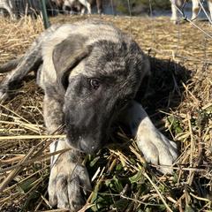 Wednesday - Brindle female Anatolian Shepherd Dog puppy in Williamsburg, Kentucky from Three Little Birds Farm