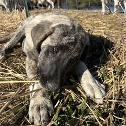Wednesday - Brindle female Anatolian Shepherd Dog puppy in Williamsburg, Kentucky from Three Little Birds Farm