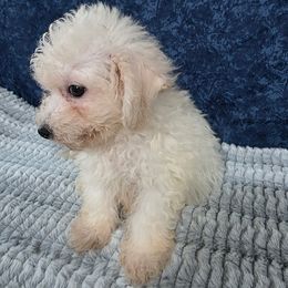 Nonnie - White female Bichon Frise puppy in Carthage, Missouri from Cooley's Cuddle Pups