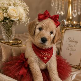Red collar Sidney - Cream female Goldendoodle puppy in Aurora, Illinois from Chicago Goldendoodles